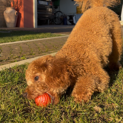 pallina matta per cani
