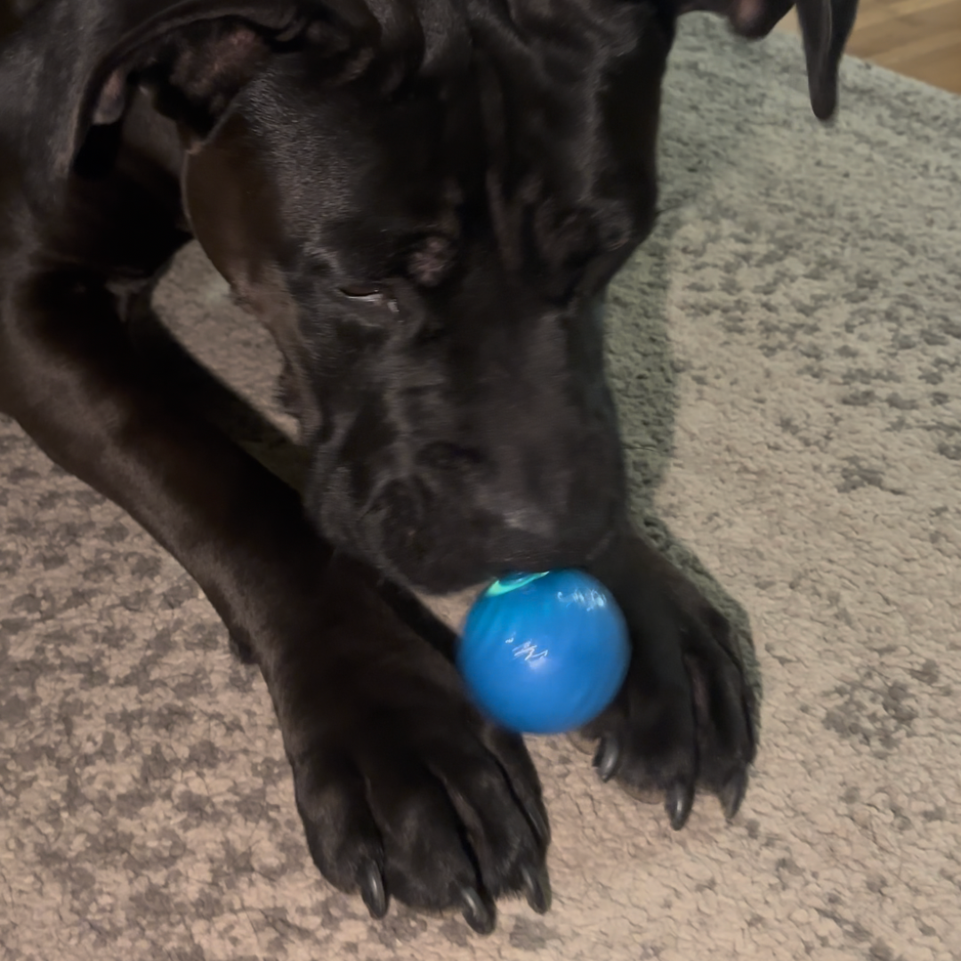 pallina matta per cani